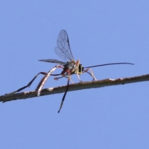 Heteropelma scaposum at Molonglo Valley, ACT - 3 May 2022