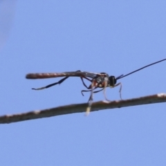 Heteropelma scaposum at Molonglo Valley, ACT - 3 May 2022