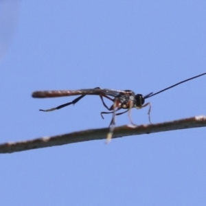 Heteropelma scaposum at Molonglo Valley, ACT - 3 May 2022