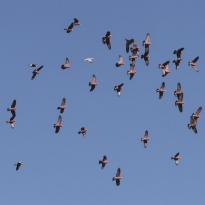 Eolophus roseicapilla (Galah) at Molonglo Valley, ACT - 3 May 2022 by AlisonMilton