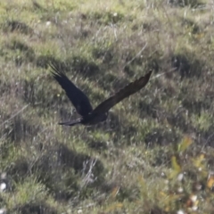 Zanda funerea (Yellow-tailed Black-Cockatoo) at Molonglo Valley, ACT - 3 May 2022 by AlisonMilton