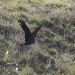 Zanda funerea at Molonglo Valley, ACT - 3 May 2022