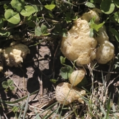 Unverified Fungus at Molonglo Valley, ACT - 3 May 2022 by AlisonMilton