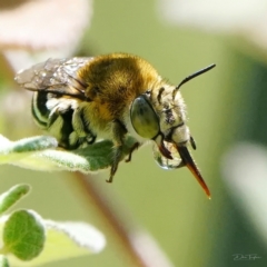 Amegilla sp. (genus) (Blue Banded Bee) at Page, ACT - 2 May 2022 by DonTaylor