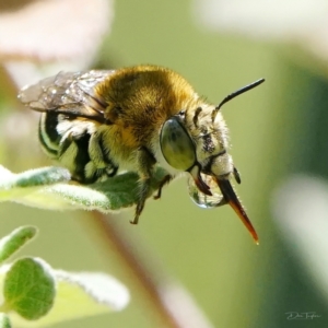 Amegilla sp. (genus) at Page, ACT - suppressed