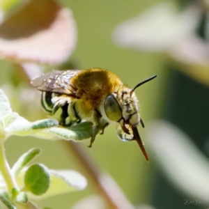 Amegilla sp. (genus) at Page, ACT - suppressed