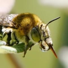 Amegilla sp. (genus) at Page, ACT - suppressed