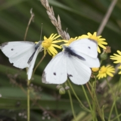 Pieris rapae (Cabbage White) at Molonglo Valley, ACT - 26 Apr 2022 by AlisonMilton