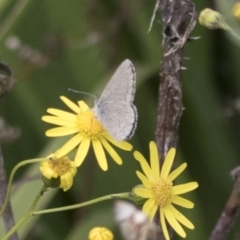 Zizina otis (Common Grass-Blue) at Molonglo Valley, ACT - 26 Apr 2022 by AlisonMilton