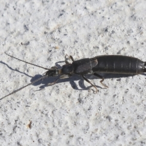 Nala lividipes at Molonglo Valley, ACT - 3 May 2022