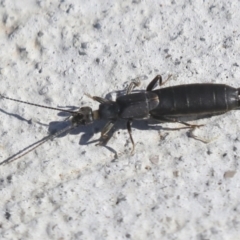 Nala lividipes at Molonglo Valley, ACT - 3 May 2022 01:33 PM