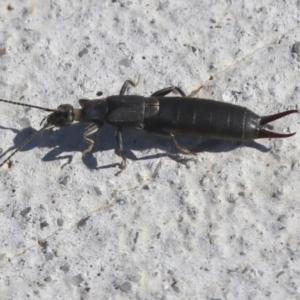 Nala lividipes at Molonglo Valley, ACT - 3 May 2022 01:33 PM