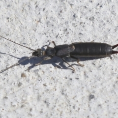 Nala lividipes at Molonglo Valley, ACT - 3 May 2022