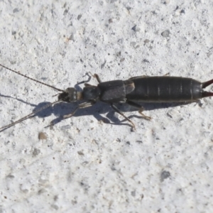 Nala lividipes at Molonglo Valley, ACT - 3 May 2022 01:33 PM