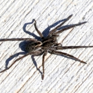 Venatrix sp. (genus) at Molonglo Valley, ACT - 3 May 2022