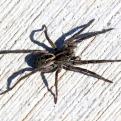 Venatrix sp. (genus) (Unidentified Venatrix wolf spider) at Molonglo Valley, ACT - 3 May 2022 by AlisonMilton