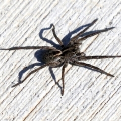 Venatrix sp. (genus) at Molonglo Valley, ACT - 3 May 2022