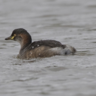 Tachybaptus novaehollandiae (Australasian Grebe) at Molonglo Valley, ACT - 26 Apr 2022 by AlisonMilton