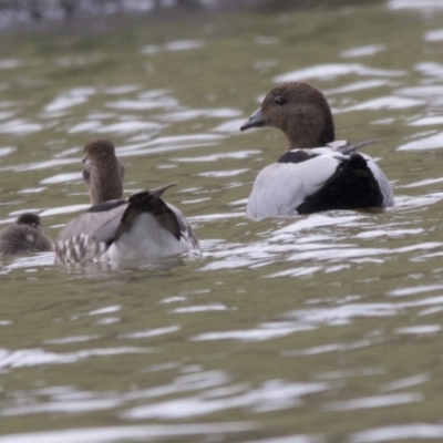 Chenonetta jubata (Australian Wood Duck) at Whitlam, ACT - 26 Apr 2022 by AlisonMilton