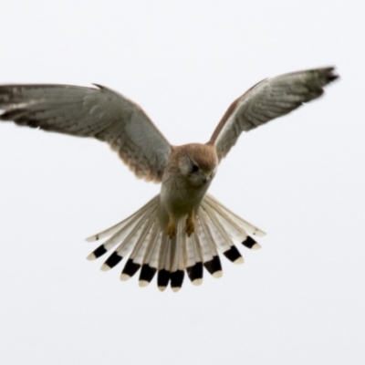 Falco cenchroides (Nankeen Kestrel) at Molonglo Valley, ACT - 26 Apr 2022 by AlisonMilton