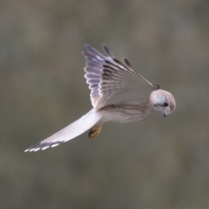 Falco cenchroides at Molonglo Valley, ACT - 26 Apr 2022