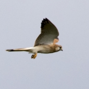 Falco cenchroides at Molonglo Valley, ACT - 26 Apr 2022