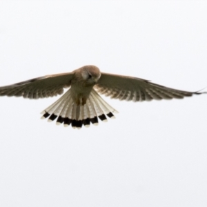 Falco cenchroides at Molonglo Valley, ACT - 26 Apr 2022