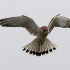 Falco cenchroides at Molonglo Valley, ACT - 26 Apr 2022