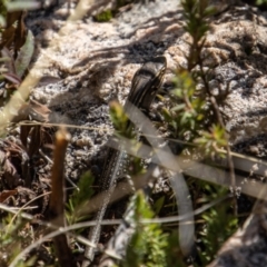 Liopholis whitii (White's Skink) at Namadgi National Park - 2 May 2022 by SWishart