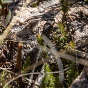 Liopholis whitii at Tennent, ACT - 2 May 2022 12:58 PM