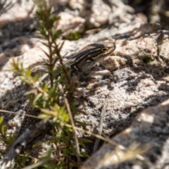 Liopholis whitii at Tennent, ACT - 2 May 2022 12:58 PM