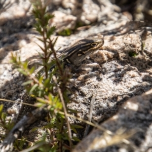 Liopholis whitii at Tennent, ACT - 2 May 2022 12:58 PM