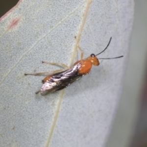 Braconidae (family) at Molonglo Valley, ACT - 26 Apr 2022