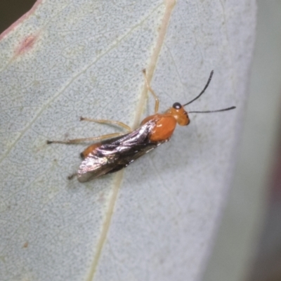 Braconidae (family) (Unidentified braconid wasp) at Molonglo Valley, ACT - 26 Apr 2022 by AlisonMilton