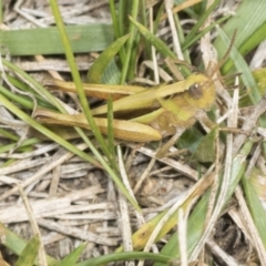 Schizobothrus flavovittatus (Disappearing Grasshopper) at Molonglo Valley, ACT - 26 Apr 2022 by AlisonMilton