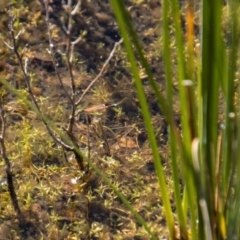 Ischnura aurora (Aurora Bluetail) at Tennent, ACT - 2 May 2022 by SWishart