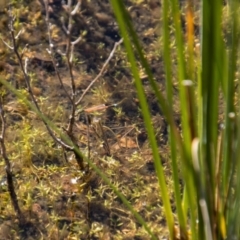 Ischnura aurora (Aurora Bluetail) at Tennent, ACT - 2 May 2022 by SWishart