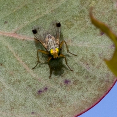 Pygophora apicalis at Molonglo Valley, ACT - 26 Apr 2022 by AlisonMilton