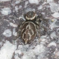 Maratus griseus (Jumping spider) at Molonglo Valley, ACT - 26 Apr 2022 by AlisonMilton