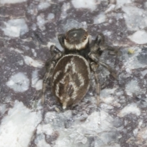 Maratus griseus at Molonglo Valley, ACT - 26 Apr 2022