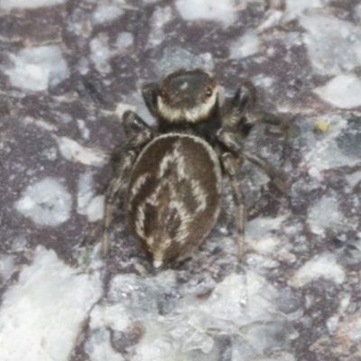 Maratus griseus (Jumping spider) at Molonglo Valley, ACT - 26 Apr 2022 by AlisonMilton
