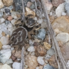 Maratus griseus at Molonglo Valley, ACT - 26 Apr 2022