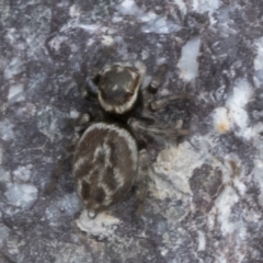 Maratus griseus at Molonglo Valley, ACT - 26 Apr 2022