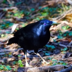 Ptilonorhynchus violaceus (Satin Bowerbird) at Acton, ACT - 3 May 2022 by DonTaylor
