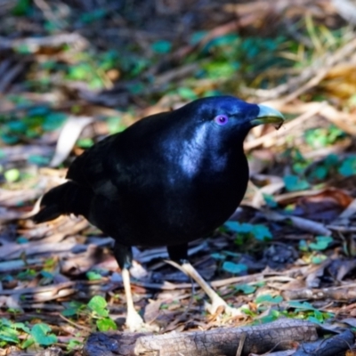 Ptilonorhynchus violaceus (Satin Bowerbird) at Acton, ACT - 3 May 2022 by DonTaylor