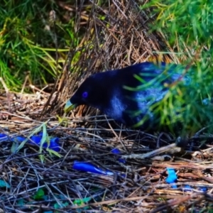 Ptilonorhynchus violaceus at Acton, ACT - 3 May 2022