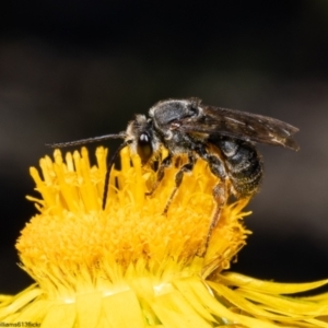 Lipotriches sp. (genus) at Acton, ACT - 3 May 2022