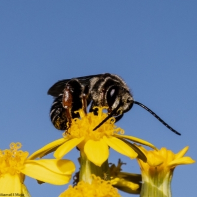 Lipotriches sp. (genus) (Halictid bee) at Acton, ACT - 3 May 2022 by Roger