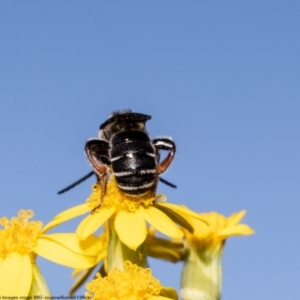 Lipotriches sp. (genus) at Acton, ACT - 3 May 2022