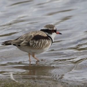 Charadrius melanops at Molonglo Valley, ACT - 26 Apr 2022 02:21 PM